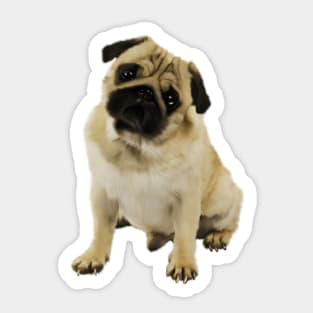 Pug Dog, Cream Pug Dog Lover Sticker